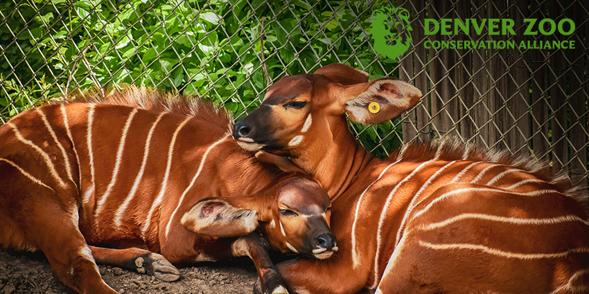 Denver Zoo Free Days